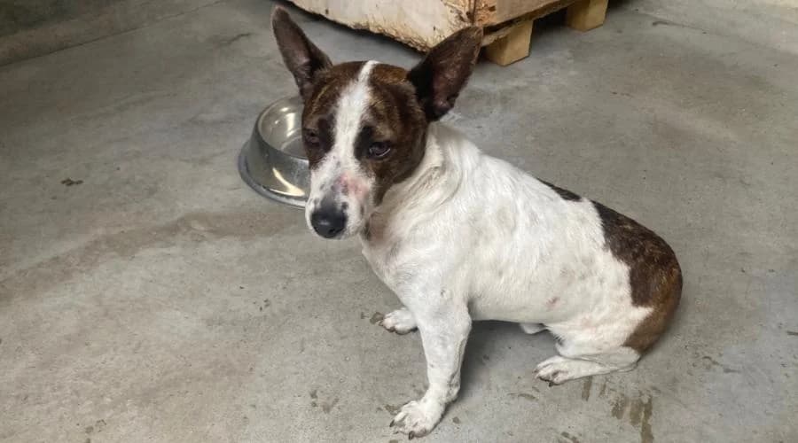 Ziggy, male Jack Russell Terrier for adoption at SPA de Périgueux