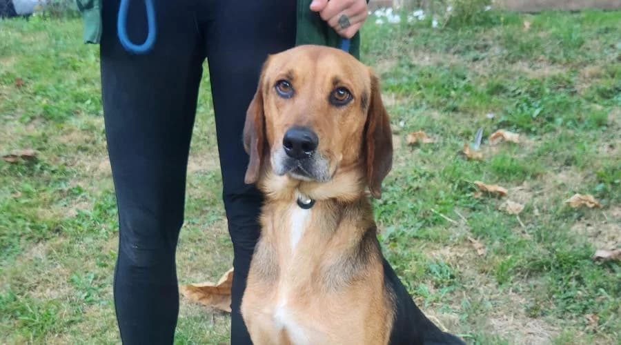 Akhenaton, male mixed breed for adoption at SPA de Périgueux