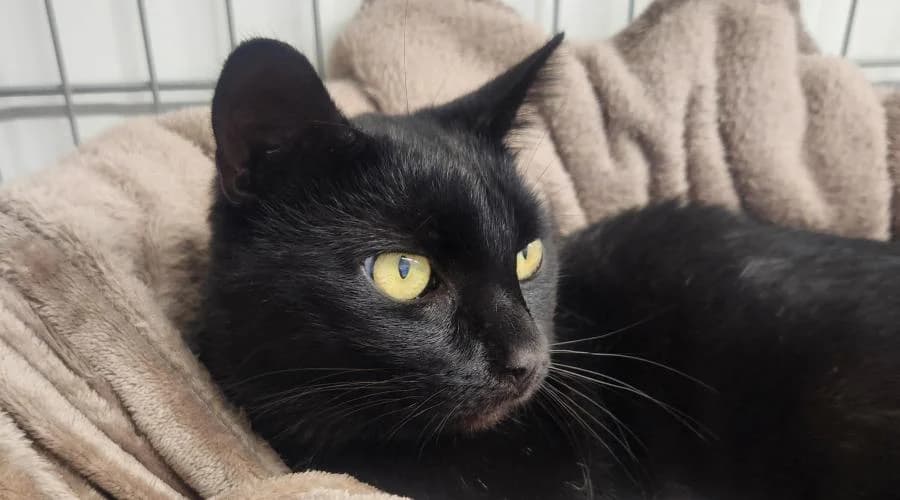 Coca (FIV positif), male European Shorthair for adoption at SPA de Périgueux