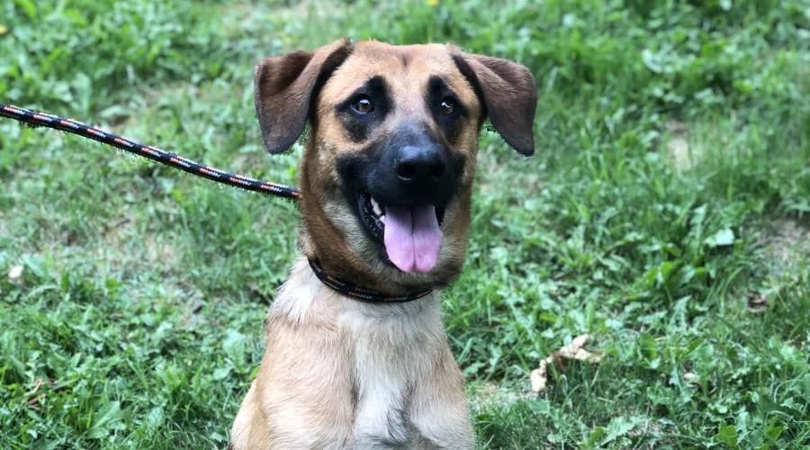 Adonis, male Belgian Malinois for adoption at SPA de Périgueux