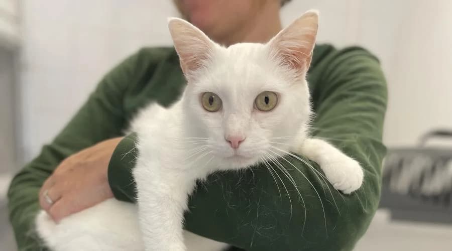 Max, male European Shorthair for adoption at SPA de Périgueux