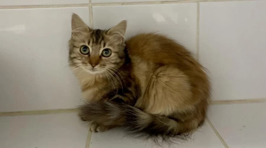Bonita, female European Shorthair for adoption at SPA de Périgueux