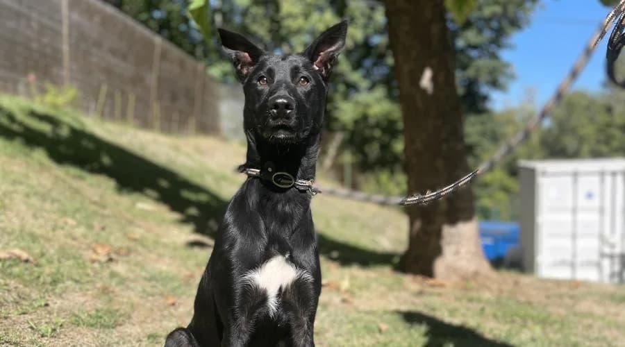 Akis, male mixed breed for adoption at SPA de Périgueux