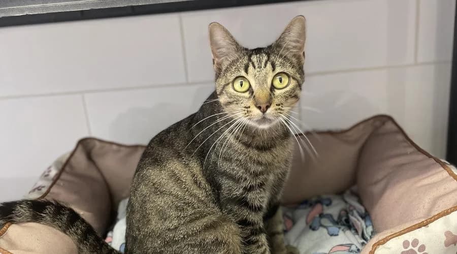 Tess, female European Shorthair for adoption at SPA de Périgueux