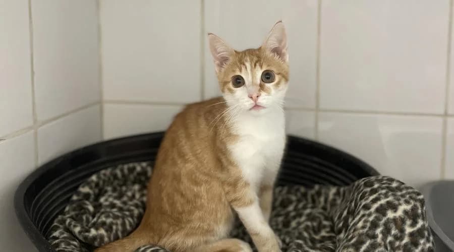 Balzac, male puppy European Shorthair for adoption at SPA de Périgueux