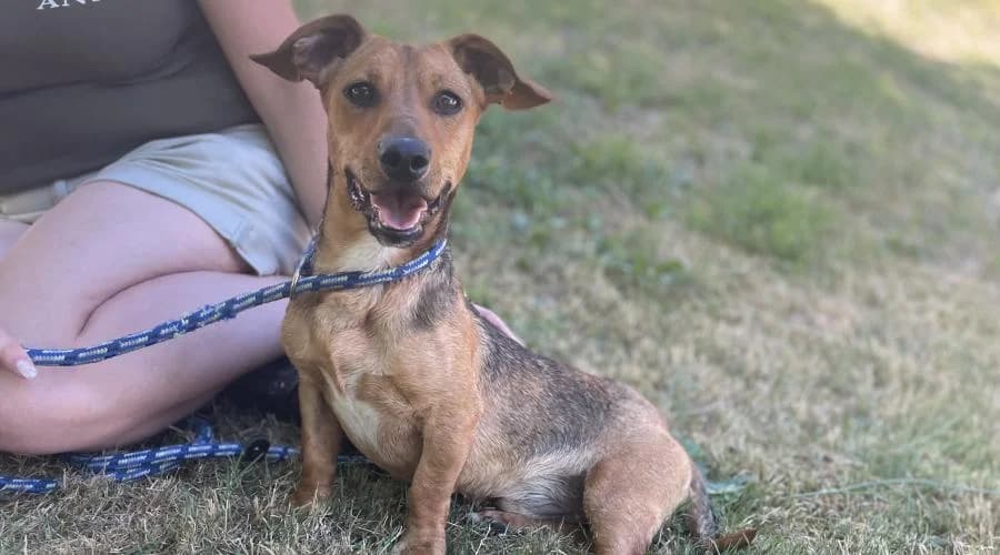 Atilla, male Dachshund for adoption at SPA de Périgueux
