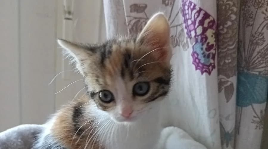 Mitsy (Visible en famille d'accueil), female European Shorthair for adoption at SPA de Périgueux