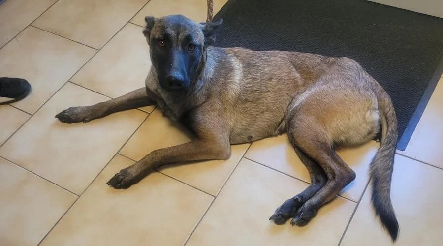 Any, female Belgian Malinois for adoption at SPA de Périgueux
