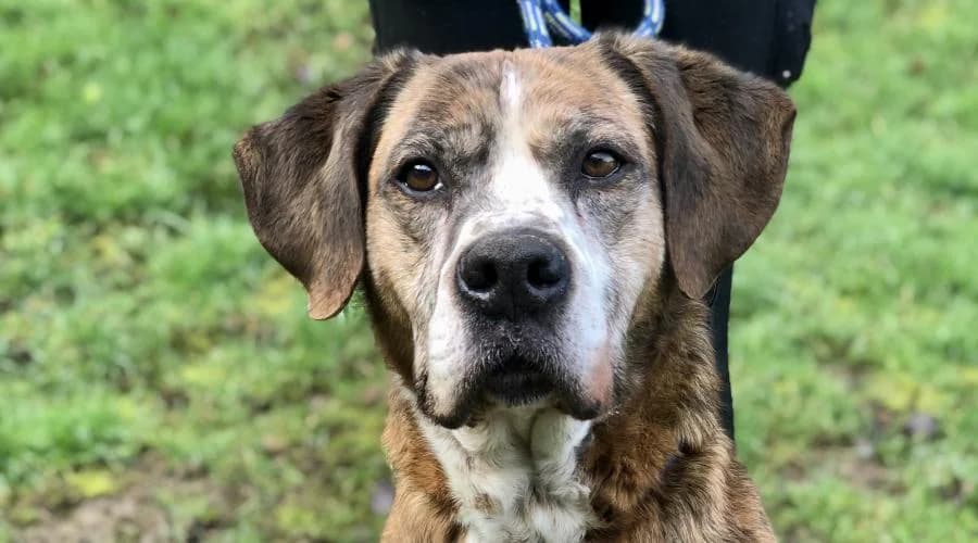 Rocky, male senior mixed breed for adoption at SPA de Périgueux