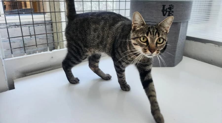 Tess, female European Shorthair for adoption at SPA de Périgueux