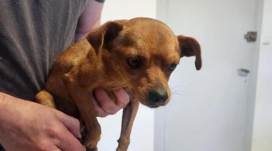 DJ507061, male mixed breed for adoption at SPA de Périgueux