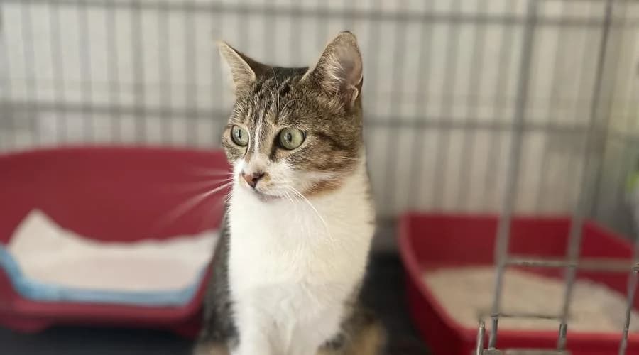 Amandine, female European Shorthair for adoption at SPA de Périgueux