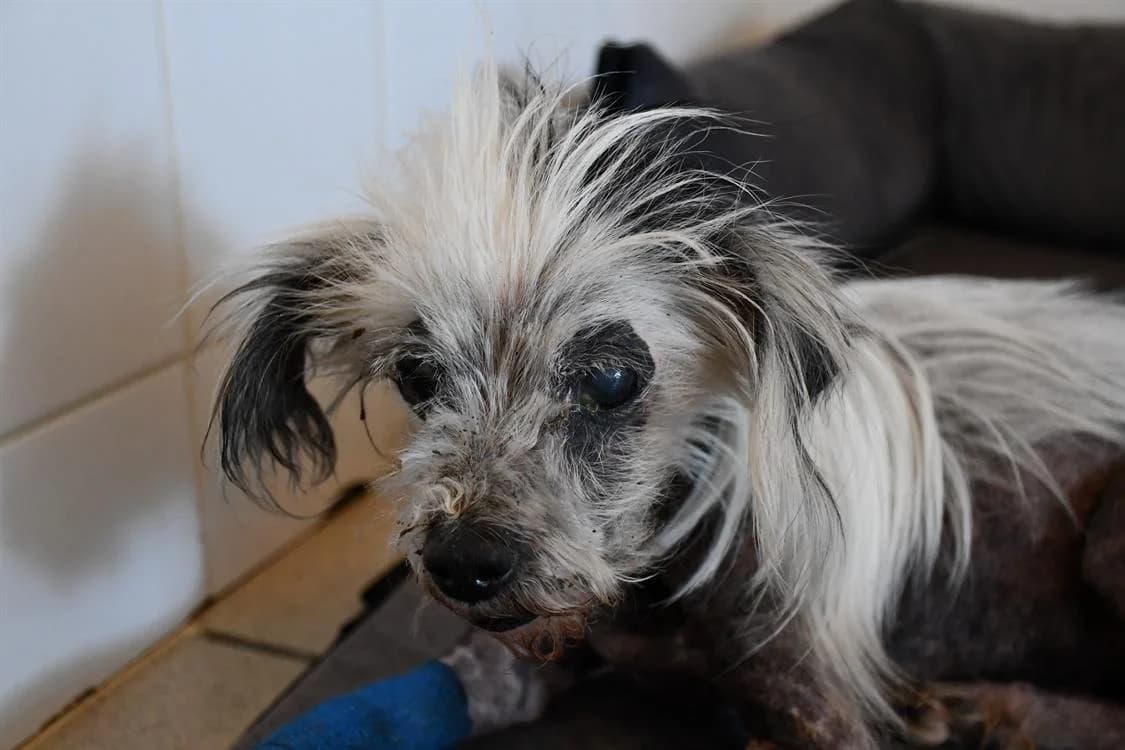 Punky, female 7yo mixed breed for adoption at SPA Perpignan, Perpignan