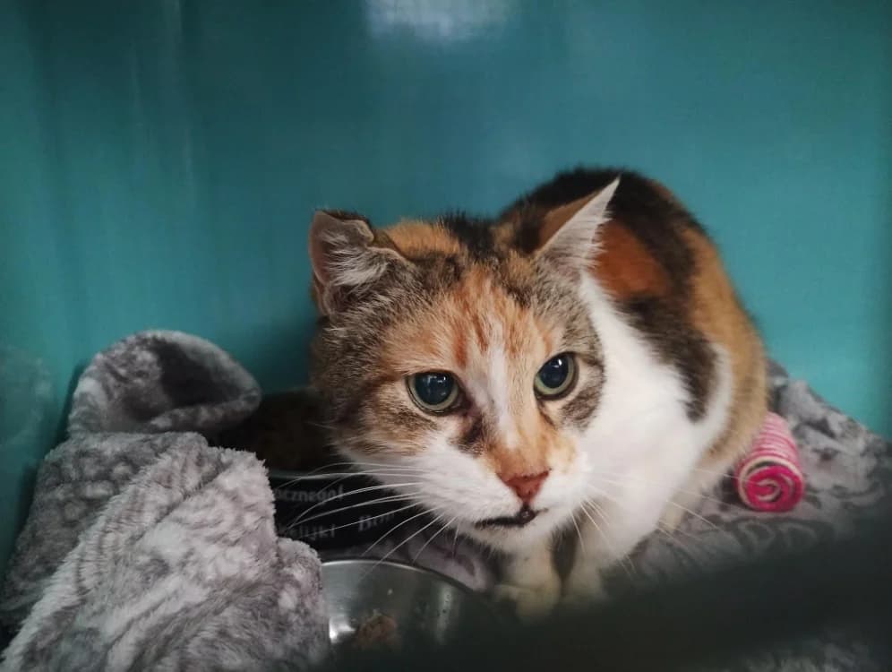 Mika, female senior mixed breed for adoption at SPA Perpignan, Perpignan
