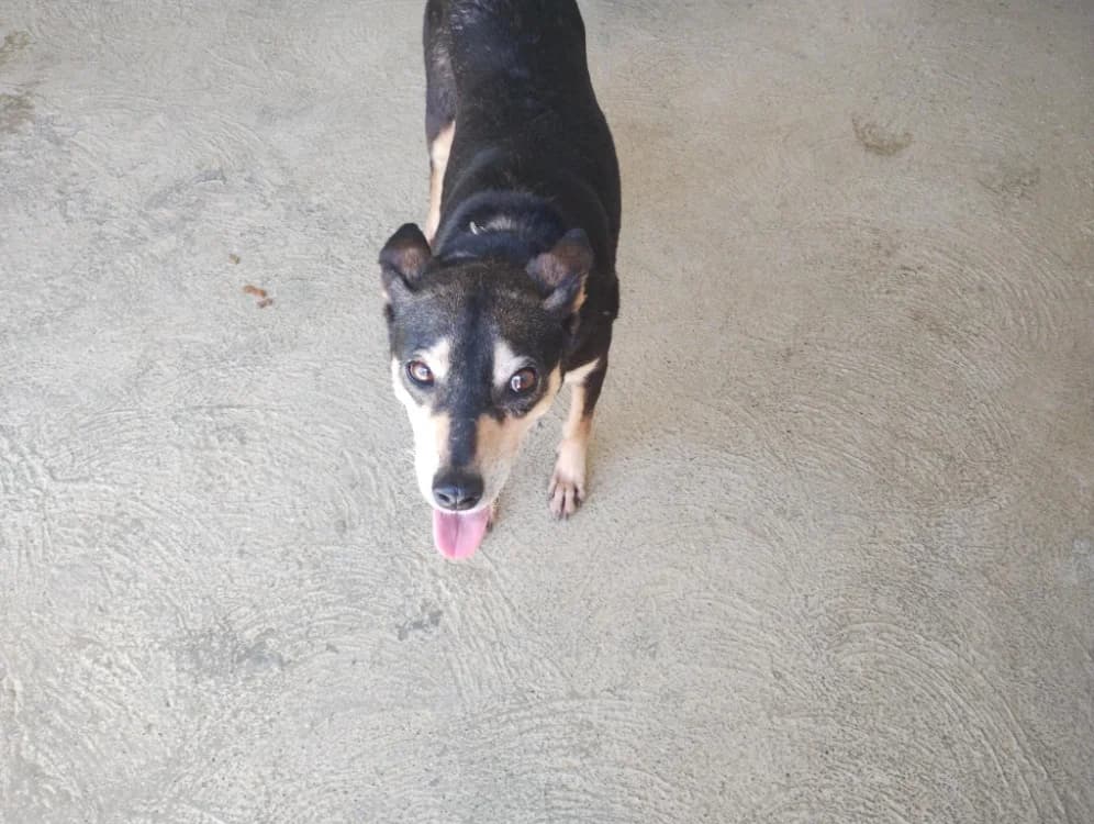 Lyndra, female 7yo mixed breed for adoption at SPA Perpignan, Perpignan