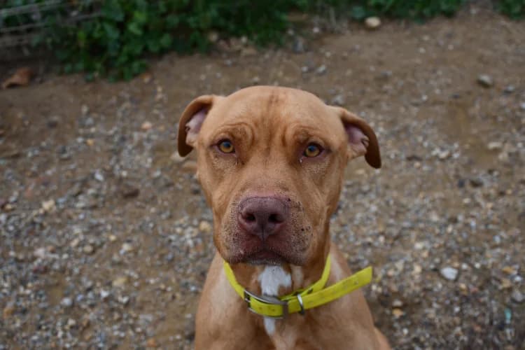 Roucky, male 5yo Labrador Retriever for adoption at SPA Perpignan, Perpignan
