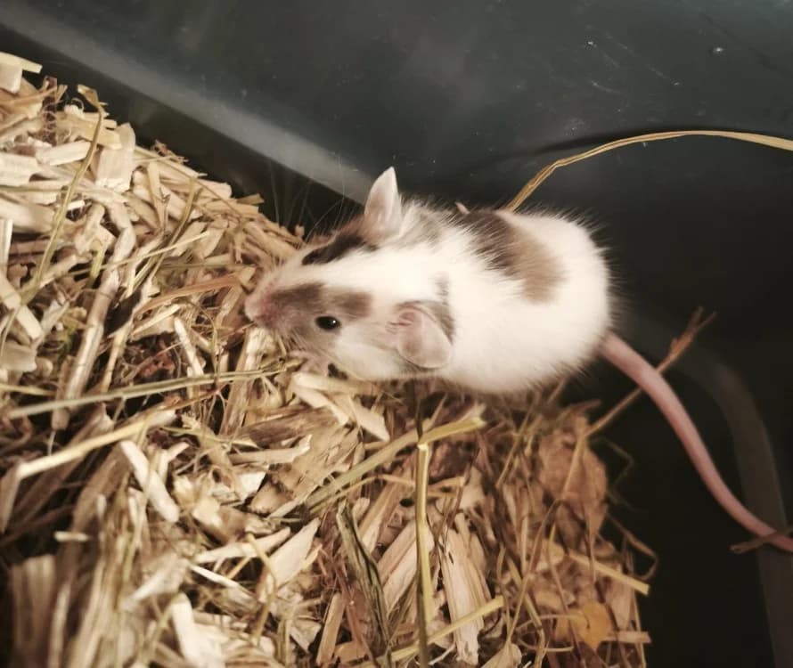 Caramel, male mixed breed for adoption at SPA Perpignan, Perpignan