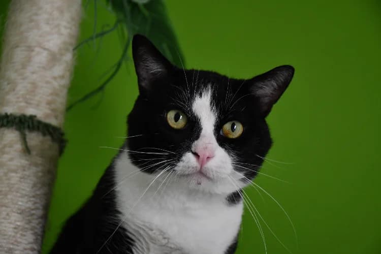 NOUCHAMI ( En cours d'adoption), male 3yo mixed breed for adoption at SPA Perpignan, Perpignan
