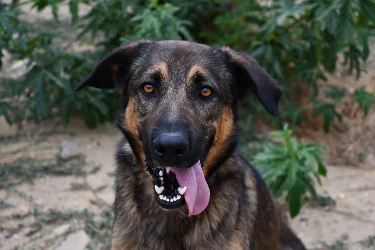 Vasco, male young Husky for adoption at SPA Perpignan, Perpignan