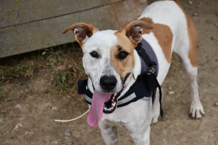 OSLO (en cours d'adoption), female 4yo Jack Russell Terrier for adoption at SPA Perpignan, Perpignan