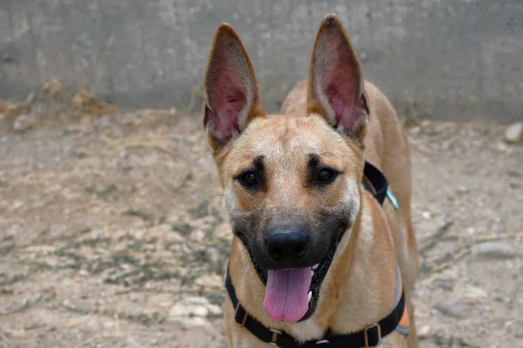 Dewey, male young mixed breed for adoption at SPA Perpignan, Perpignan