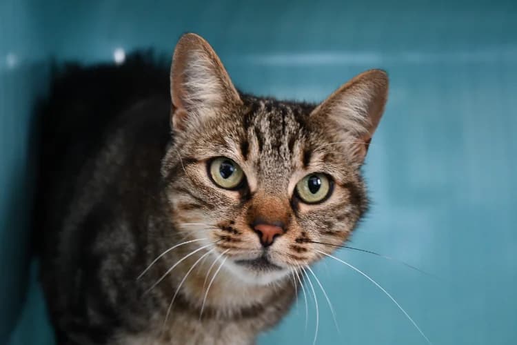 Nala, female 3yo Mixed Breed for adoption at SPA Perpignan, Perpignan