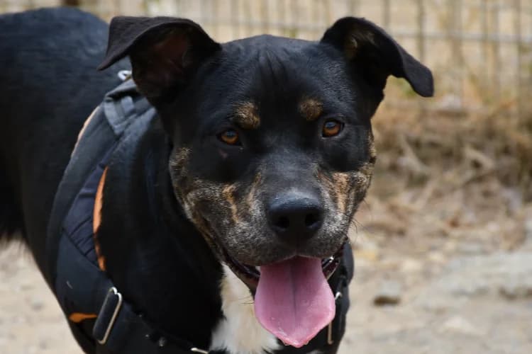 Willy (en cours d'adoption), male mixed breed for adoption at SPA Perpignan, Perpignan