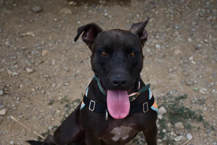koda, male 3yo mixed breed for adoption at SPA Perpignan, Perpignan