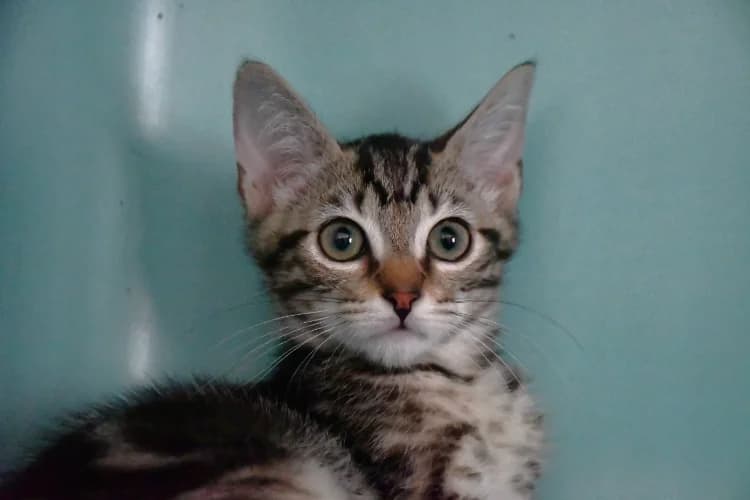 Savana, female Mixed Breed for adoption at SPA Perpignan, Perpignan
