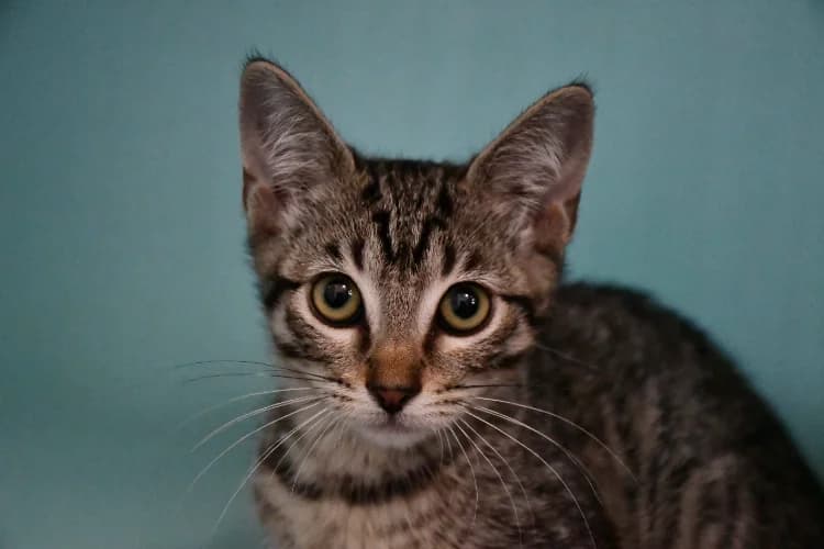 Olie, female Mixed Breed for adoption at SPA Perpignan, Perpignan