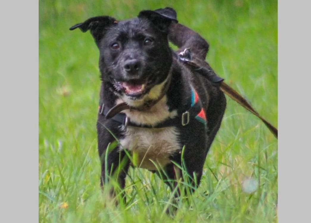Fybie, female senior Labrador Retriever for adoption at SPA Perpignan, Perpignan