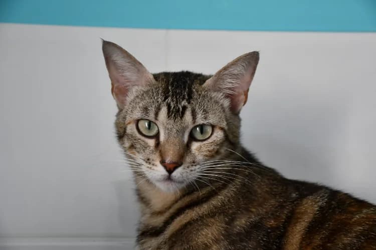 Sahara, female young Mixed Breed for adoption at SPA Perpignan, Perpignan