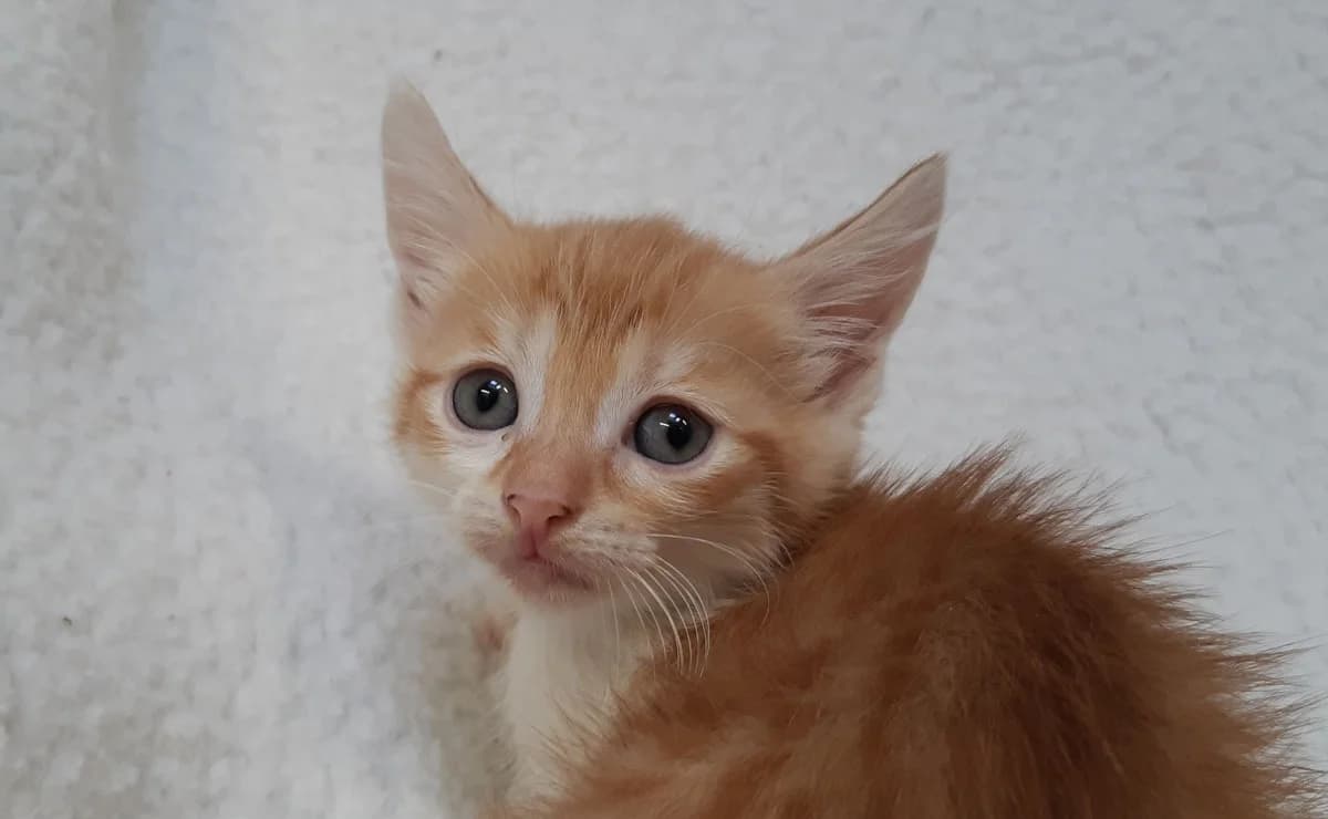 Virgule, female puppy Mixed Breed for adoption at SPA Perpignan, Perpignan