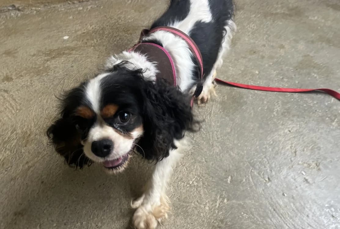 Themis (en cours d'adoption), female 3yo Cavalier King Charles Spaniel for adoption at SPA Perpignan, Perpignan