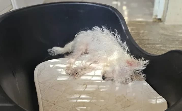 Jack, male puppy Yorkshire Terrier for adoption at SPA Perpignan, Perpignan