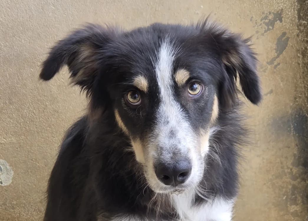 Sam, male young German Shepherd for adoption at SPA Perpignan, Perpignan