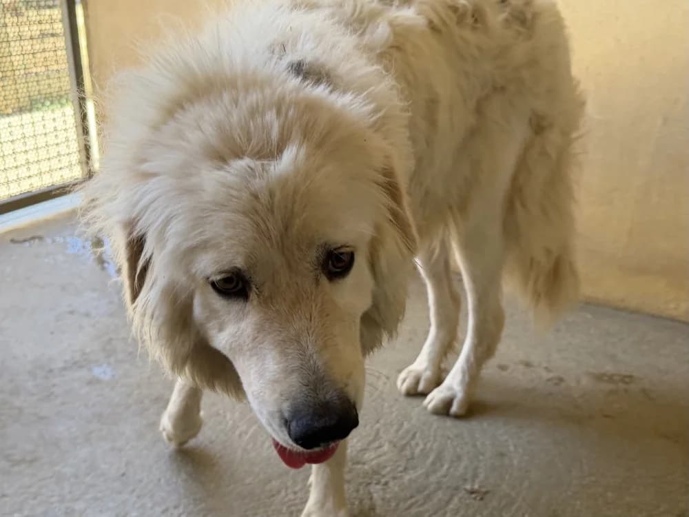 DJANGA, female young mixed breed for adoption at SPA Perpignan, Perpignan