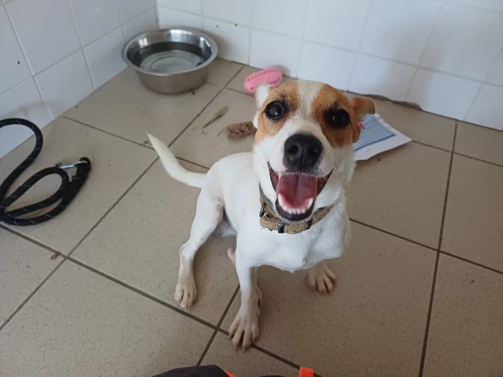 Jack "en cours d'adoption", male Jack Russell Terrier for adoption at SPA Perpignan, Perpignan