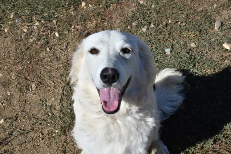 NALA "en cours d'adoption", female Golden Retriever for adoption at SPA Perpignan, Perpignan