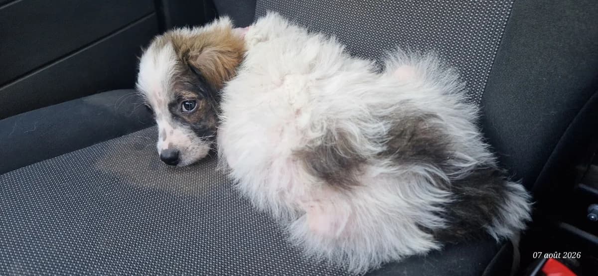 MYRTE (en cours d'adoption), female Mixed Breed for adoption at SPA Perpignan, Perpignan