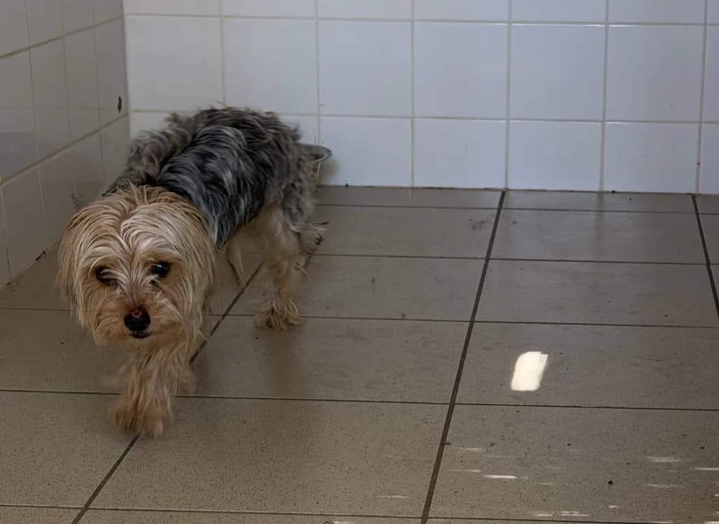 GOLIATH (en cours d'adoption), male Yorkshire Terrier for adoption at SPA Perpignan, Perpignan
