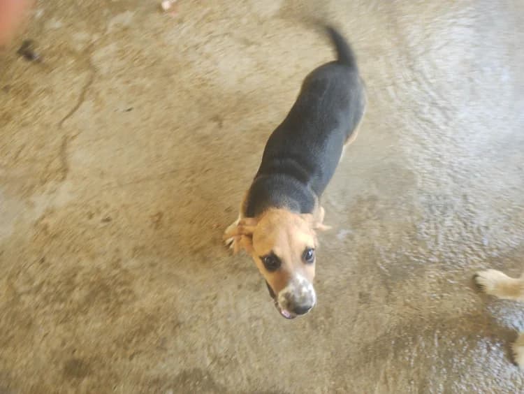 Toby, male puppy mixed breed for adoption at SPA Perpignan, Perpignan