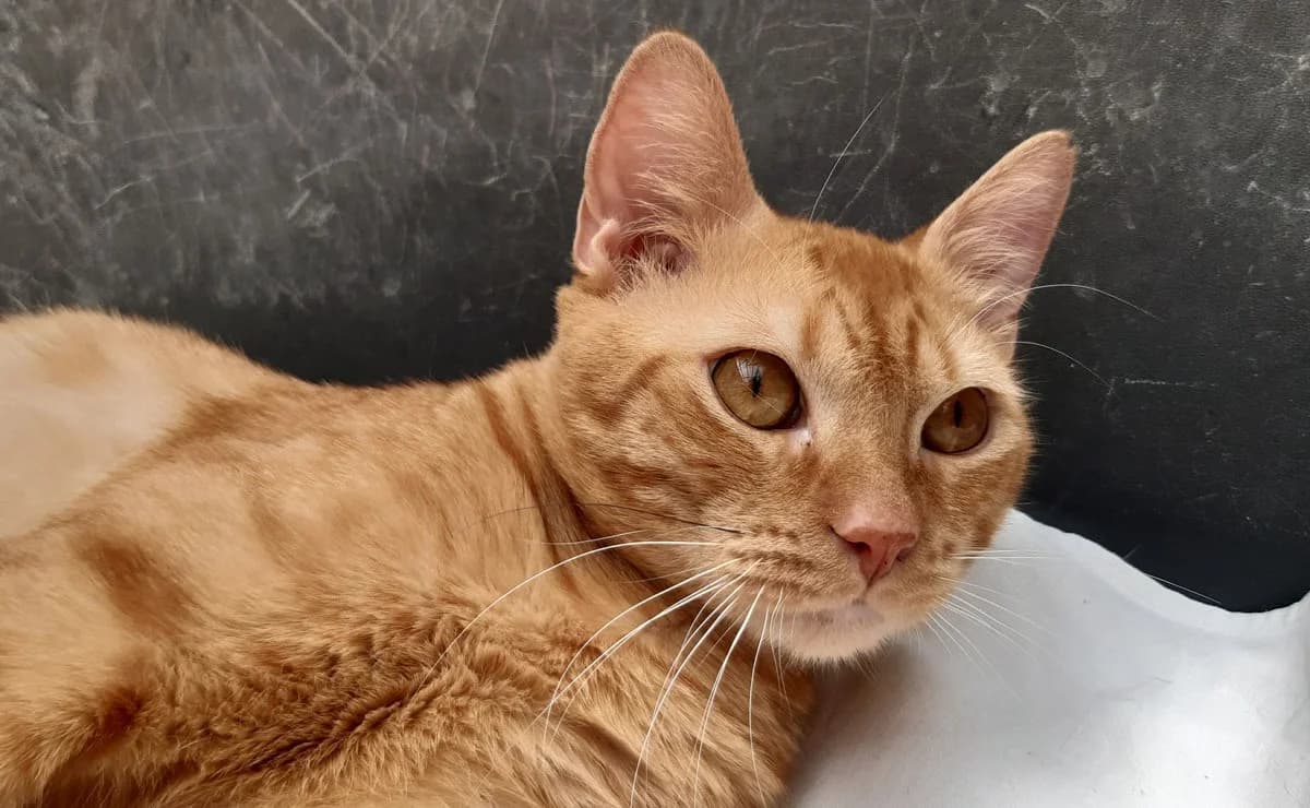 Garfield, male young mixed breed for adoption at SPA Perpignan, Perpignan
