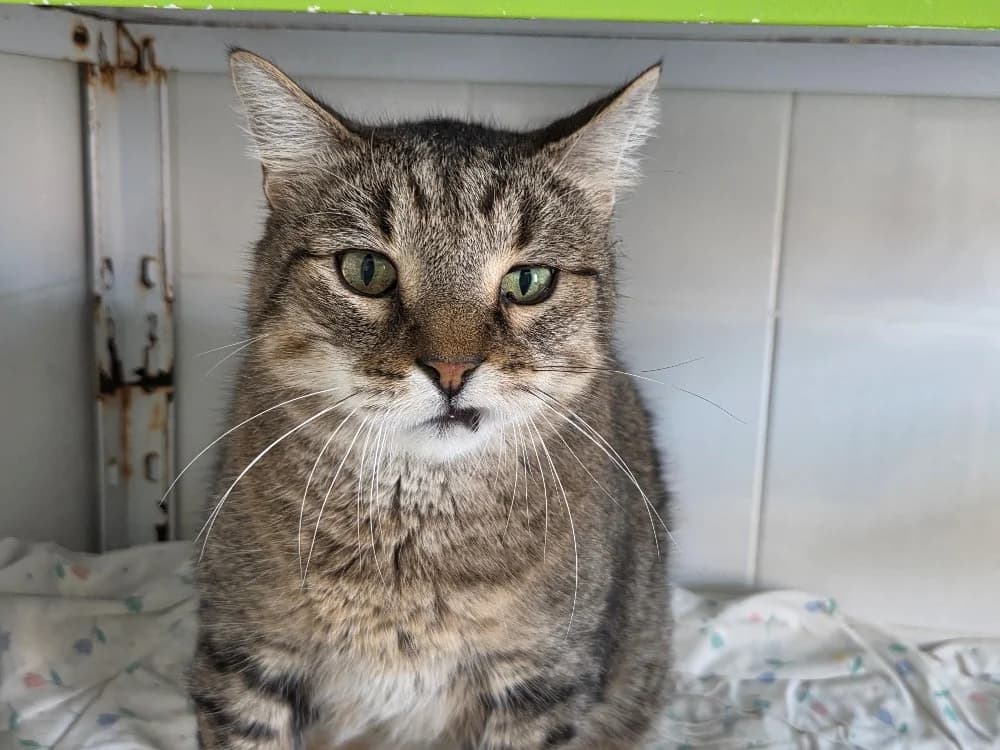 Angus "en cours d'adoption", male senior Mixed Breed for adoption at SPA Perpignan, Perpignan