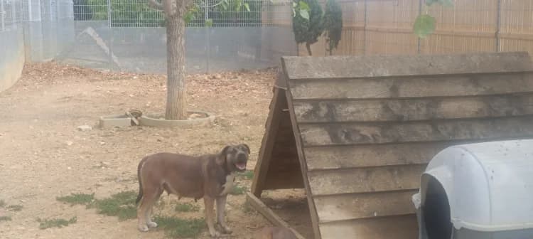 Vénus, female Cane Corso for adoption at SPA Perpignan, Perpignan