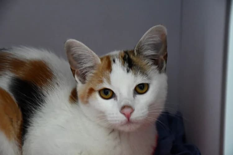 Kitty "en cours d'adoption", female mixed breed for adoption at SPA Perpignan, Perpignan