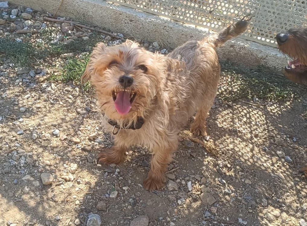 Romy "en cours d'adoption", female senior Yorkshire Terrier for adoption at SPA Perpignan, Perpignan
