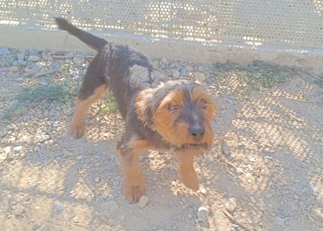 Tao (en cours d'adoption), male 3yo Yorkshire Terrier for adoption at SPA Perpignan, Perpignan