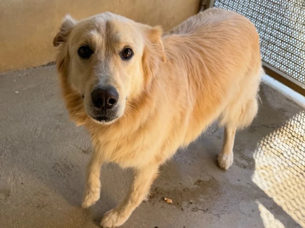 Rocky (en cours d'adoption), male senior Mixed Breed for adoption at SPA Perpignan, Perpignan