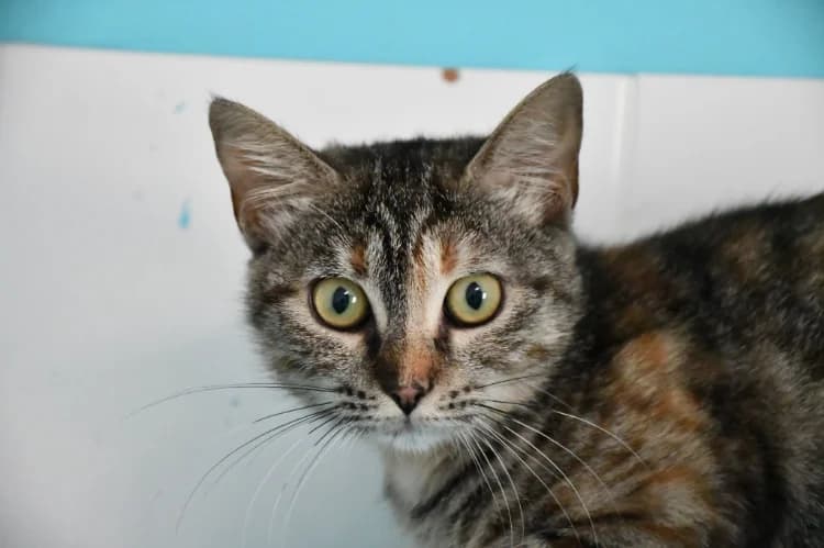 Plume, female Mixed Breed for adoption at SPA Perpignan, Perpignan